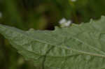 Eastern gray beardstongue